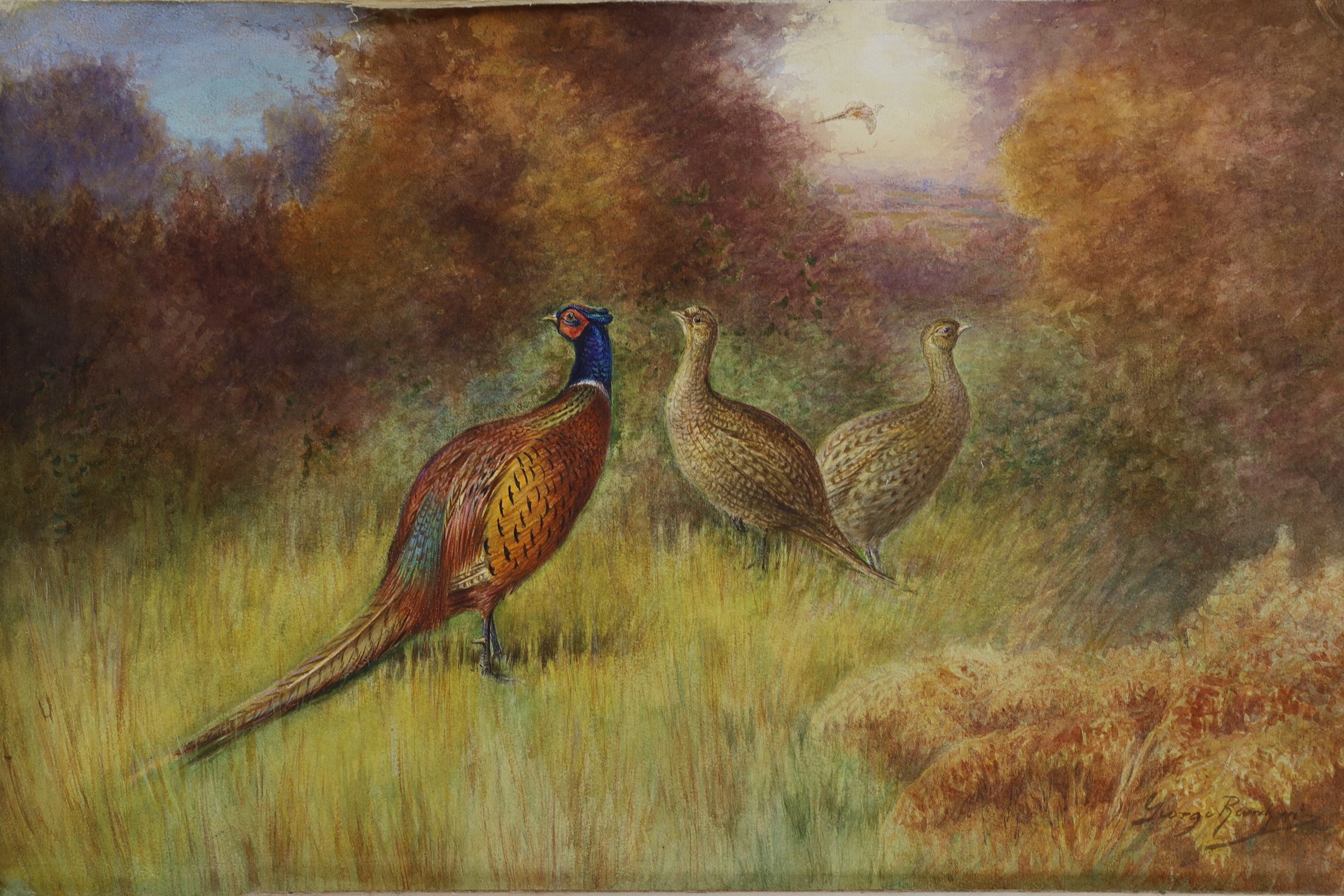 George Rankin (1864-1937), four watercolours, game birds, all signed, unframed, largest 29 x 44.5cm